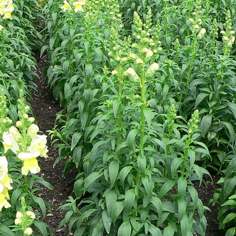 Antirrhinum braun-blanquetii - Iberisches Löwenmäulchen (Laub)