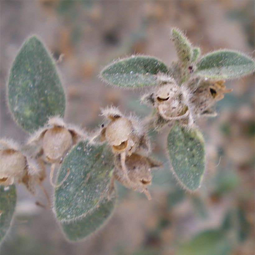 Antirrhinum hispanicum - Spanisches Löwenmäulchen (Laub)