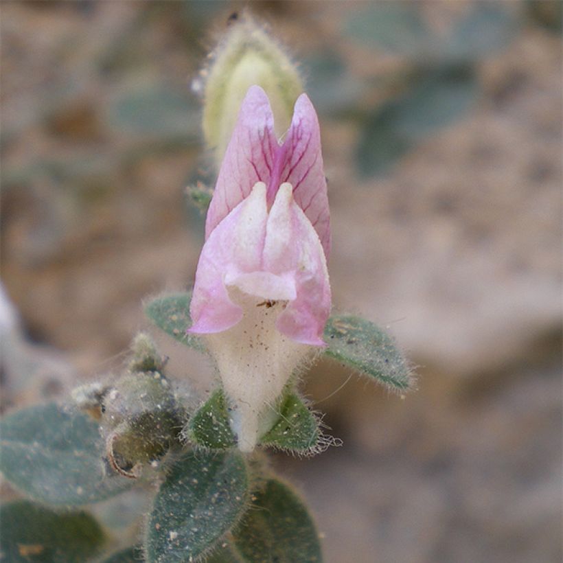 Antirrhinum hispanicum - Spanisches Löwenmäulchen (Blüte)