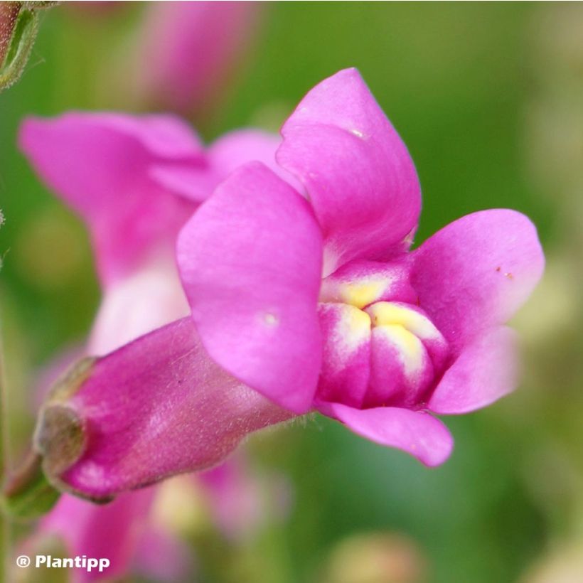 Löwenmäulchen Pretty in Pink - Antirrhinum (Blüte)