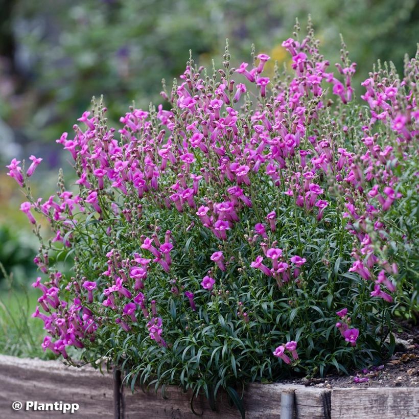 Löwenmäulchen Pretty in Pink - Antirrhinum (Hafen)