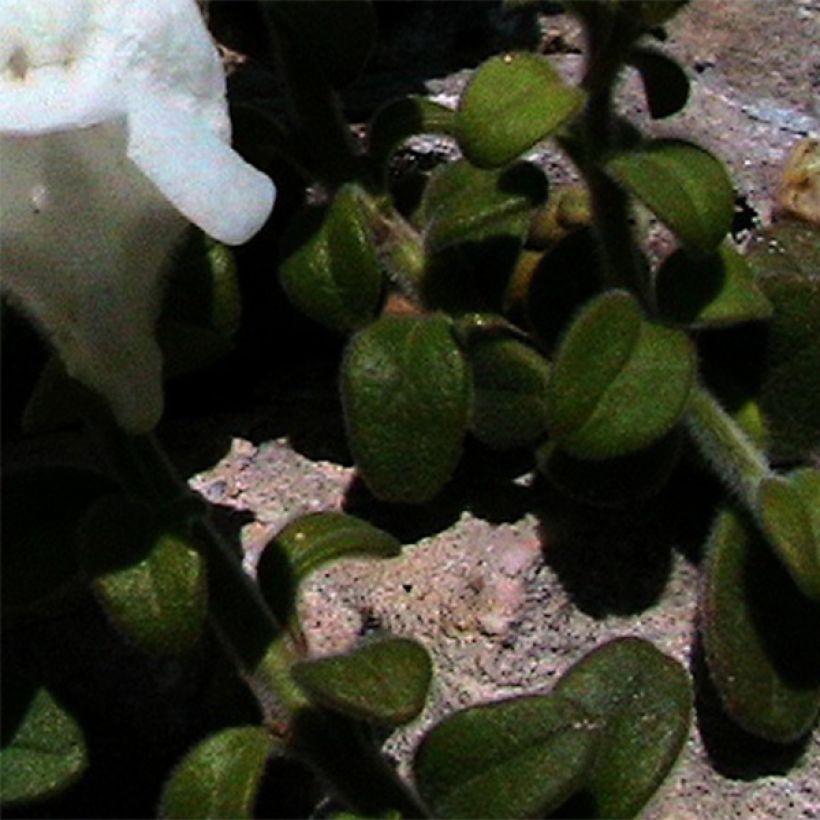 Antirrhinum molle - Löwenmäulchen (Laub)