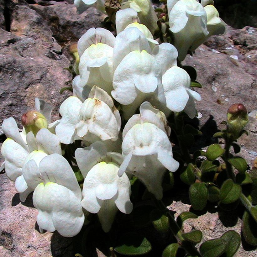 Antirrhinum molle - Löwenmäulchen (Blüte)