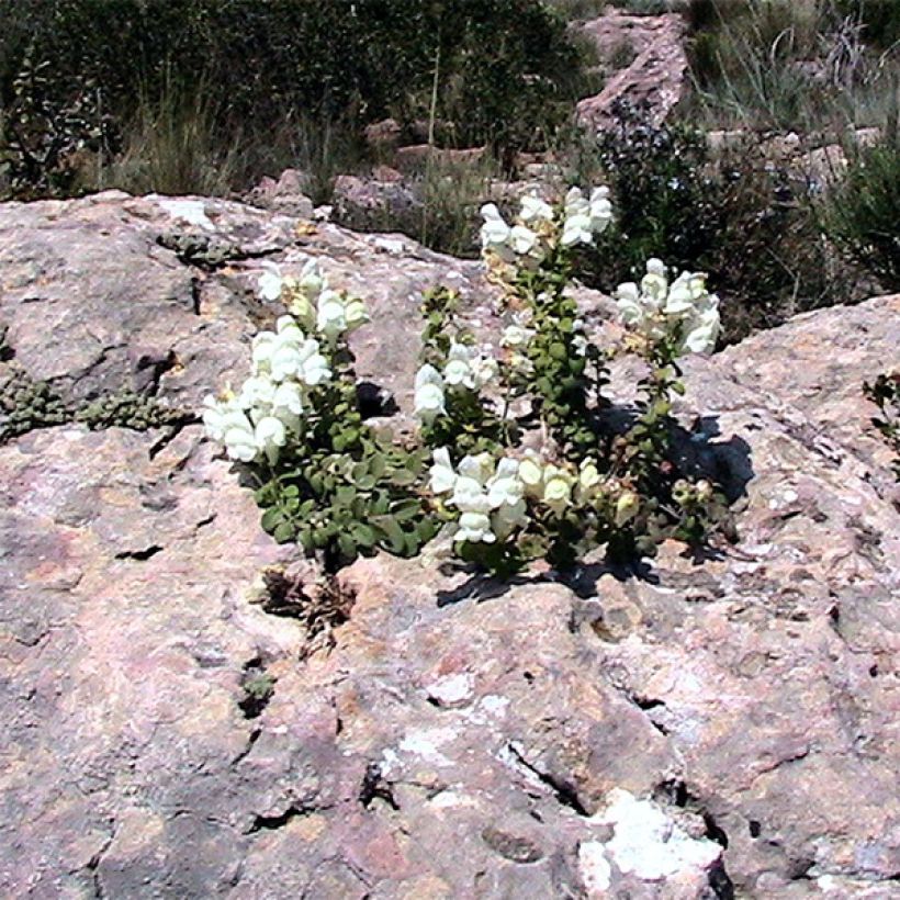 Antirrhinum molle - Löwenmäulchen (Hafen)