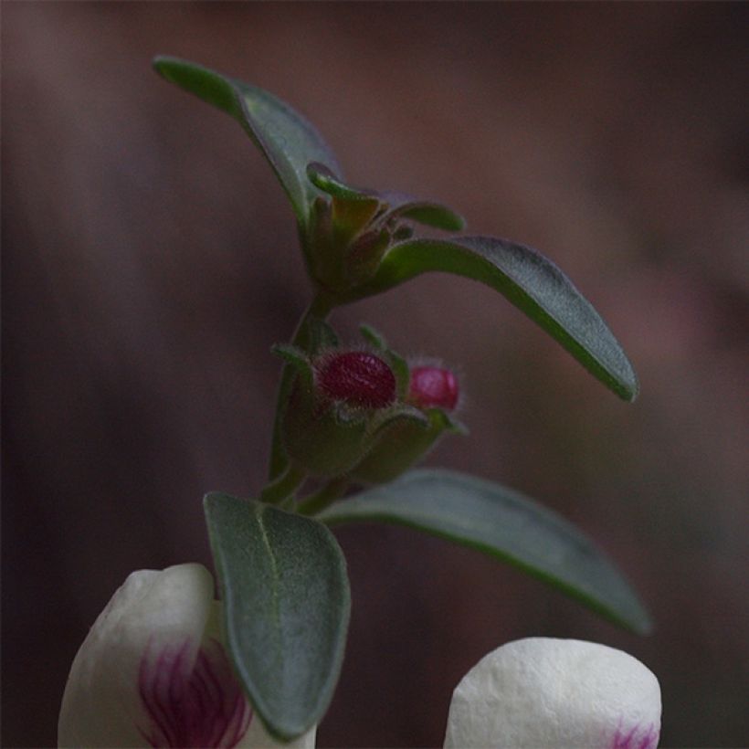 Antirrhinum sempervirens - Immergrünes Löwenmäulchen (Laub)