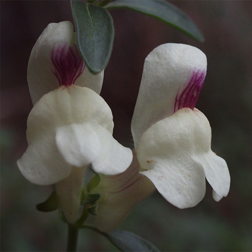 Antirrhinum sempervirens - Immergrünes Löwenmäulchen (Blüte)