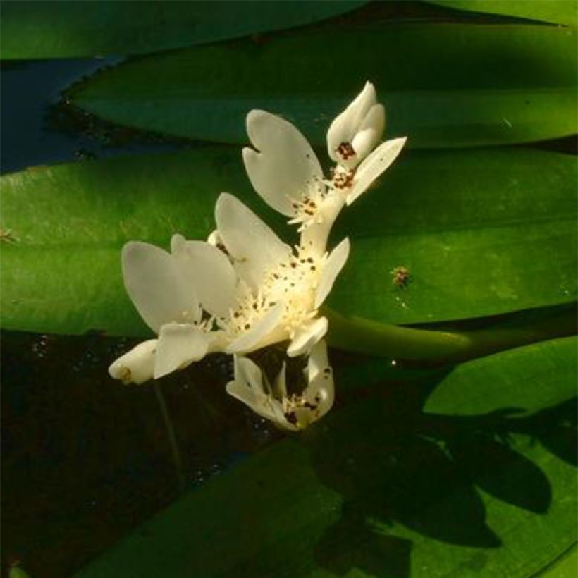 Aponogeton distachyos - Zweiährige Wasserähre (Blüte)