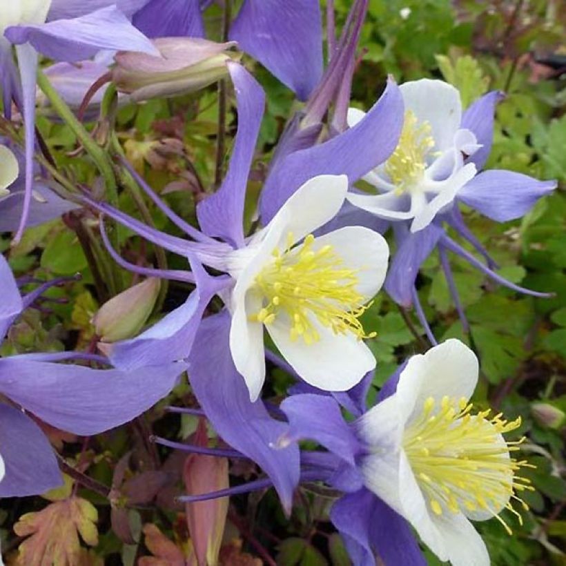 Aquilegia Mrs M. Nicholls - Garten-Akelei (Blüte)