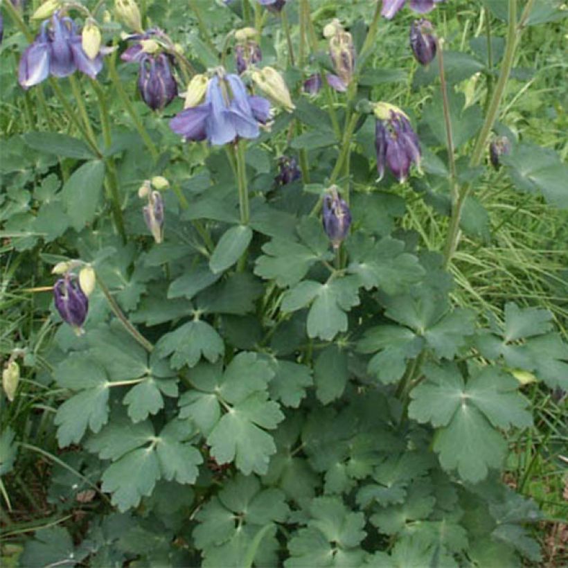 Aquilegia Songbird Series Bunting - Garten-Akelei (Laub)