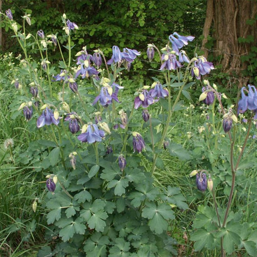 Aquilegia Songbird Series Bunting - Garten-Akelei (Hafen)