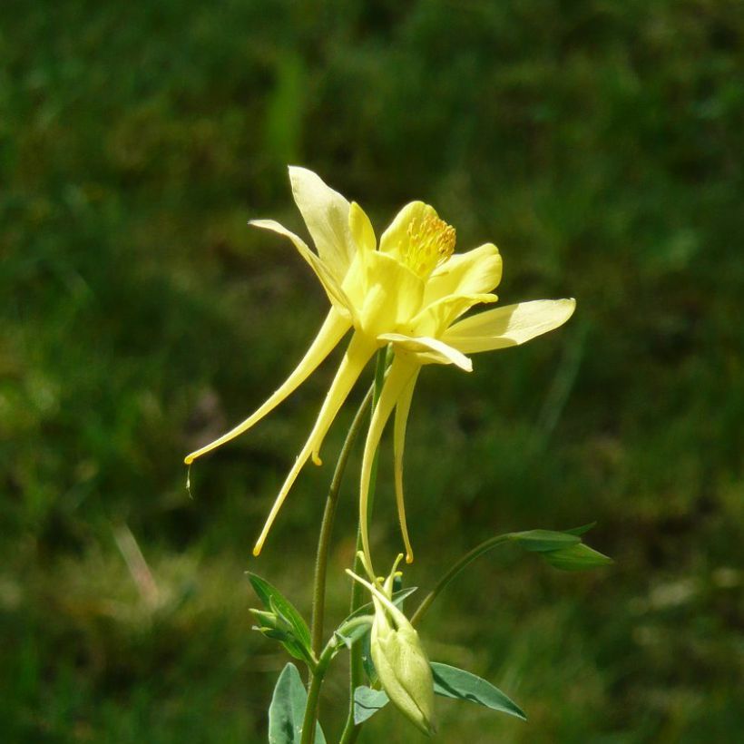 Aquilegia Songbird Series Goldfinch - Garten-Akelei (Blüte)