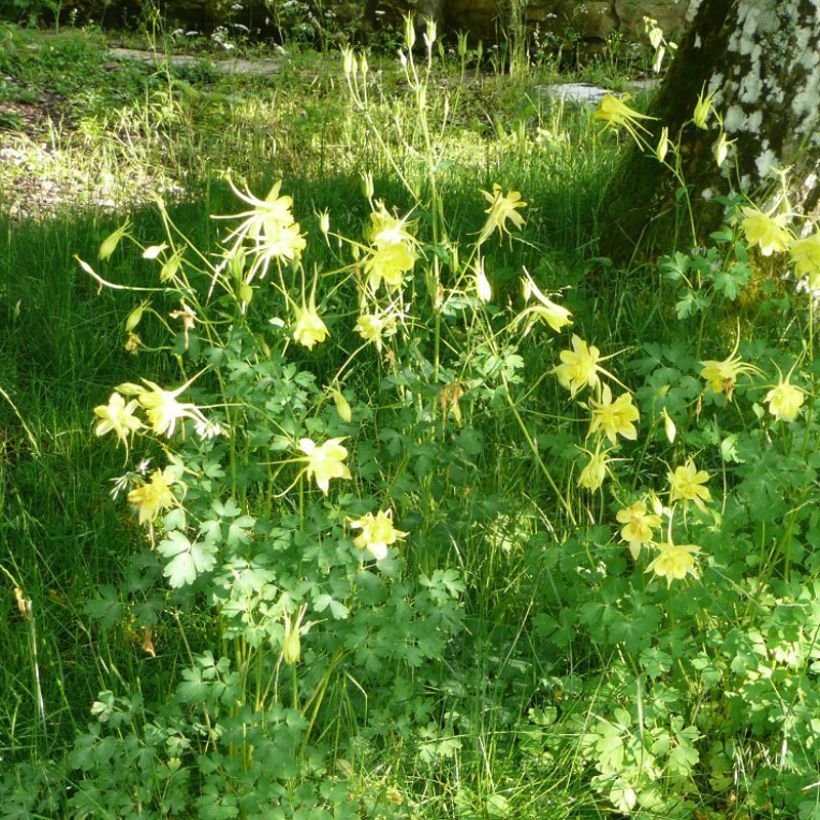 Aquilegia Songbird Series Goldfinch - Garten-Akelei (Hafen)