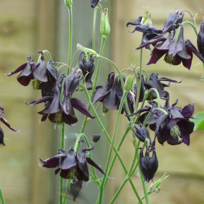 Aquilegia atrata - Schwarze Akelei (Hafen)