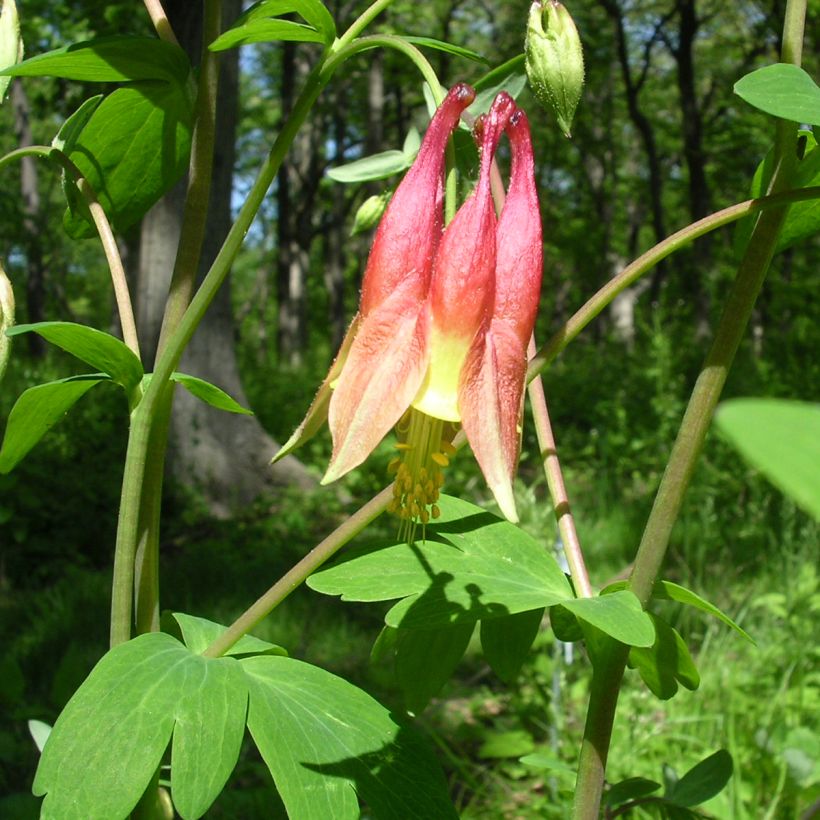 Aquilegia canadensis - Kanadische Akelei (Laub)