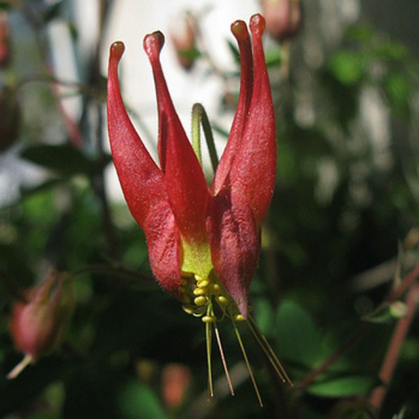 Aquilegia canadensis Little Lanterns - Kanadische Akelei (Blüte)