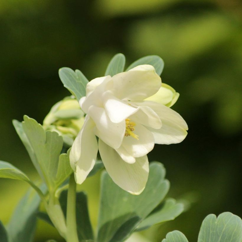 Aquilegia flabellata Cameo White - Zwerg-Akelei (Blüte)