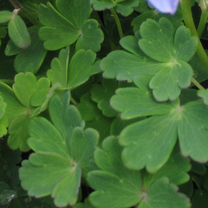 Aquilegia flabellata Ministar - Zwerg-Akelei (Laub)