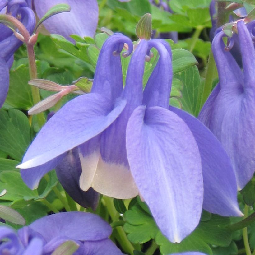 Aquilegia flabellata Ministar - Zwerg-Akelei (Blüte)