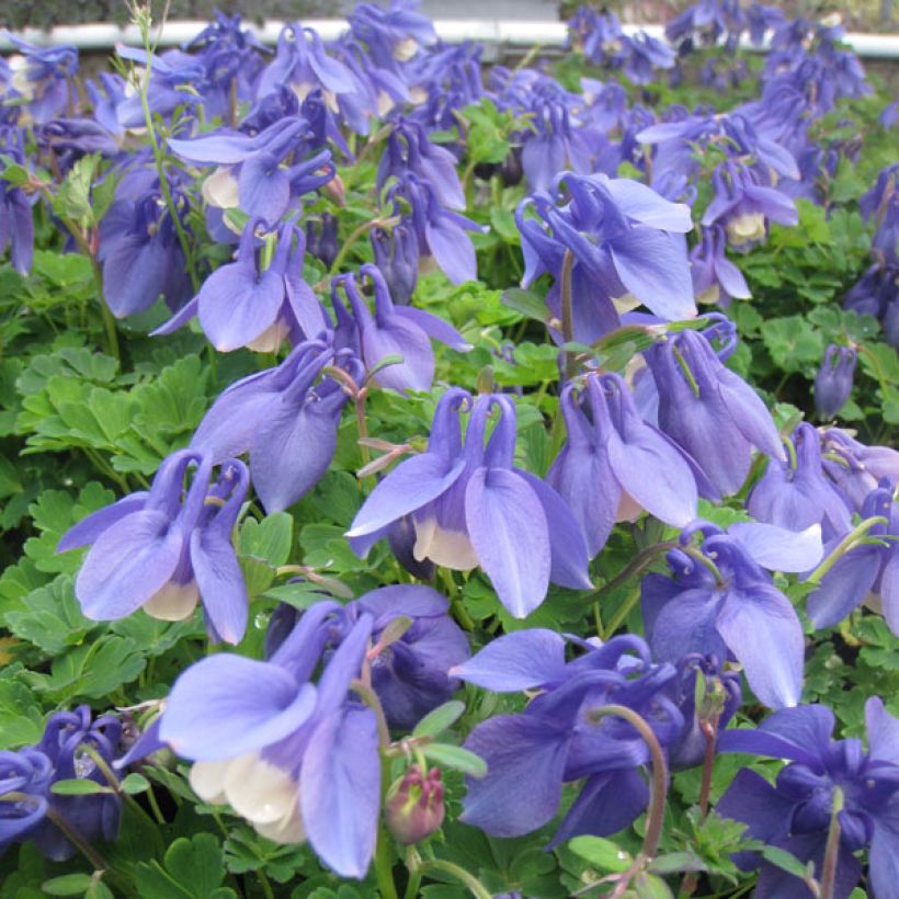 Aquilegia flabellata Ministar - Zwerg-Akelei (Hafen)