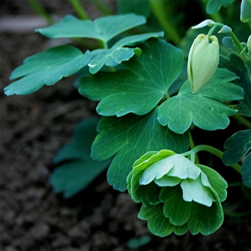 Aquilegia flabellata var. pumila alba - Zwerg-Akelei (Laub)