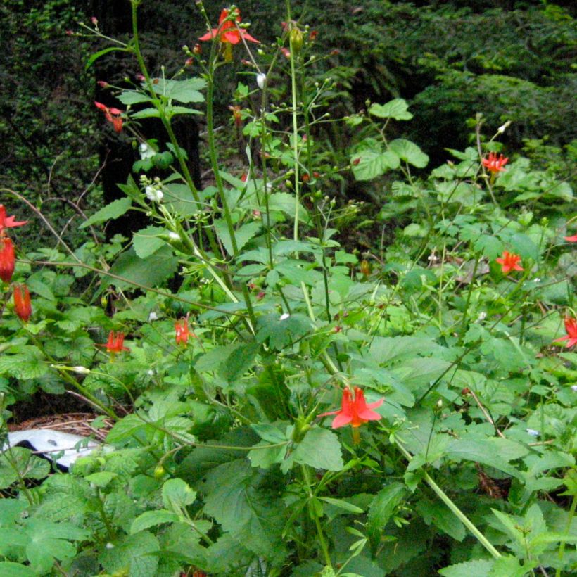 Aquilegia formosa - Schöne Akelei (Hafen)