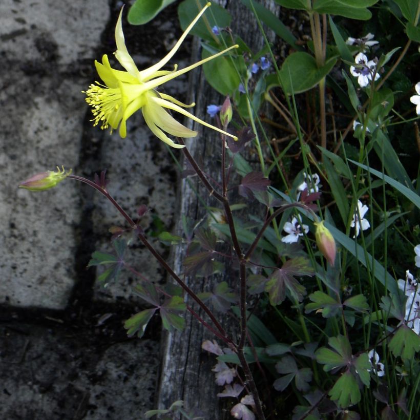 Aquilegia longissima - Komet-Akelei (Hafen)