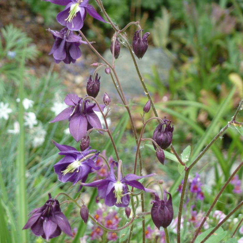 Aquilegia rockii - Tibet-Akelei (Hafen)