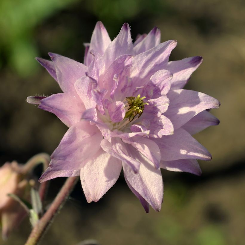 Aquilegia vulgaris var. stellata Rose Barlow - Garten-Akelei (Blüte)