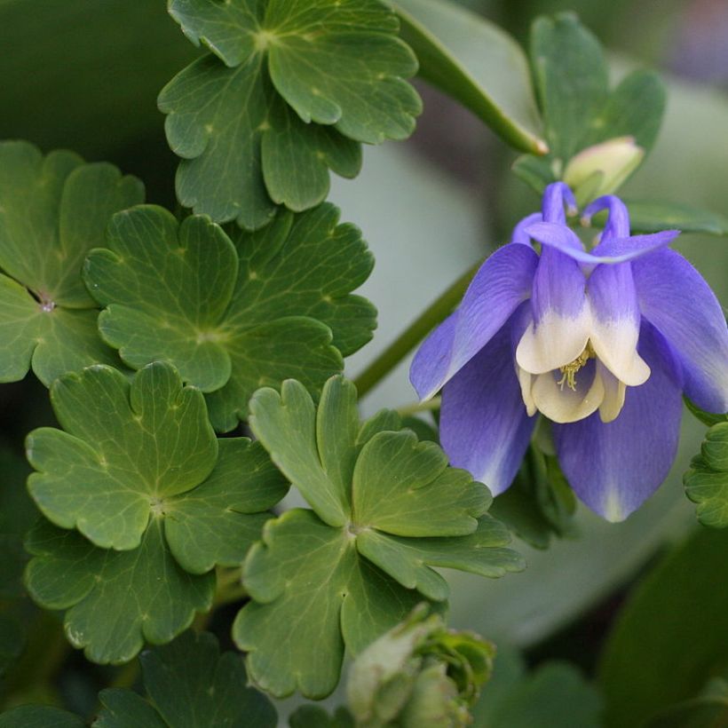 Aquilegia sibirica - Sibirische Akelei (Laub)