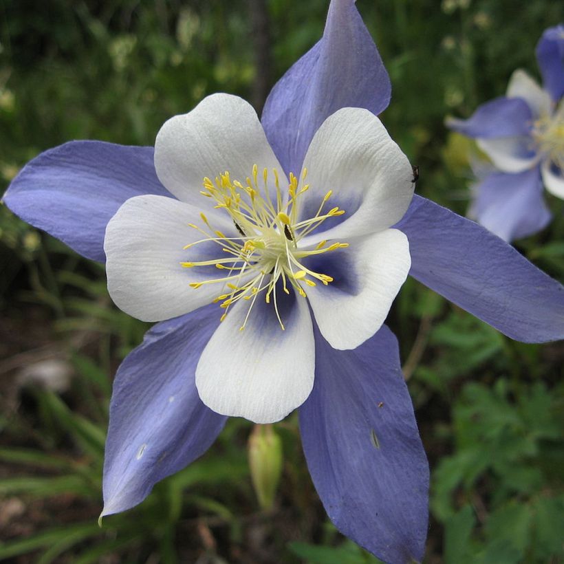 Aquilegia sibirica - Sibirische Akelei (Blüte)