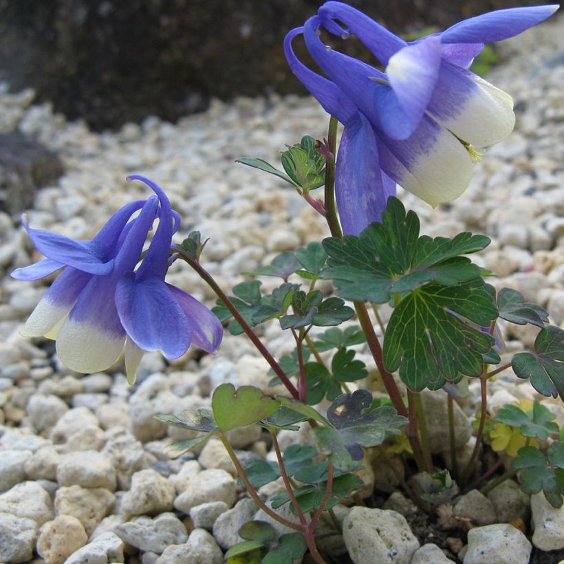 Aquilegia sibirica - Sibirische Akelei (Hafen)