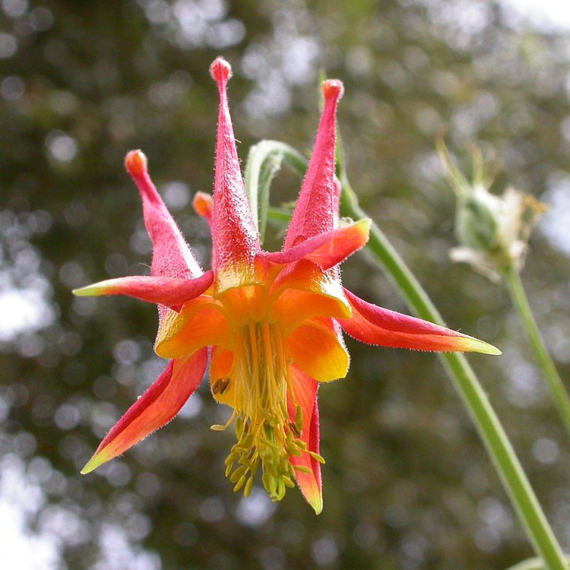 Aquilegia skinneri - Mexikanische Akelei (Blüte)