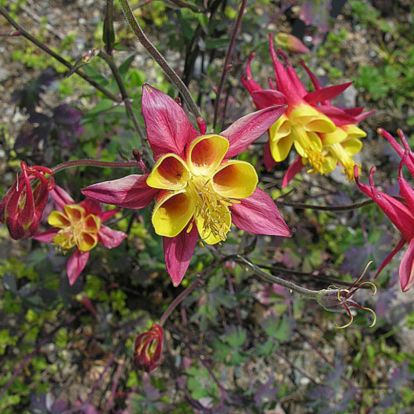 Aquilegia skinneri - Mexikanische Akelei (Hafen)