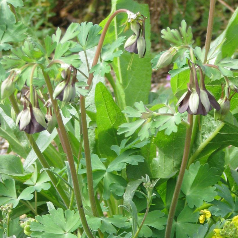 Aquilegia viridiflora - Grünblütige Akelei (Hafen)