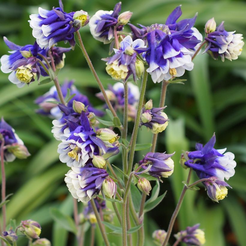 Aquilegia Winky Blue White - Kurzspornige Akelei (Hafen)