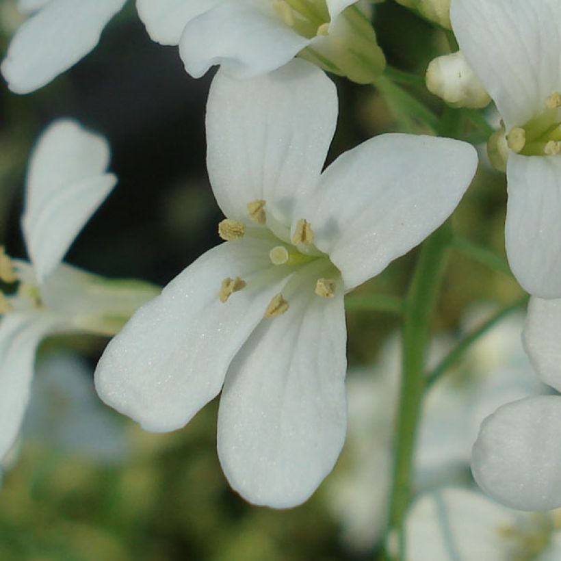 Arabis ferdinandi coburgii Old Gold - Weißbunte Gänsekresse (Blüte)