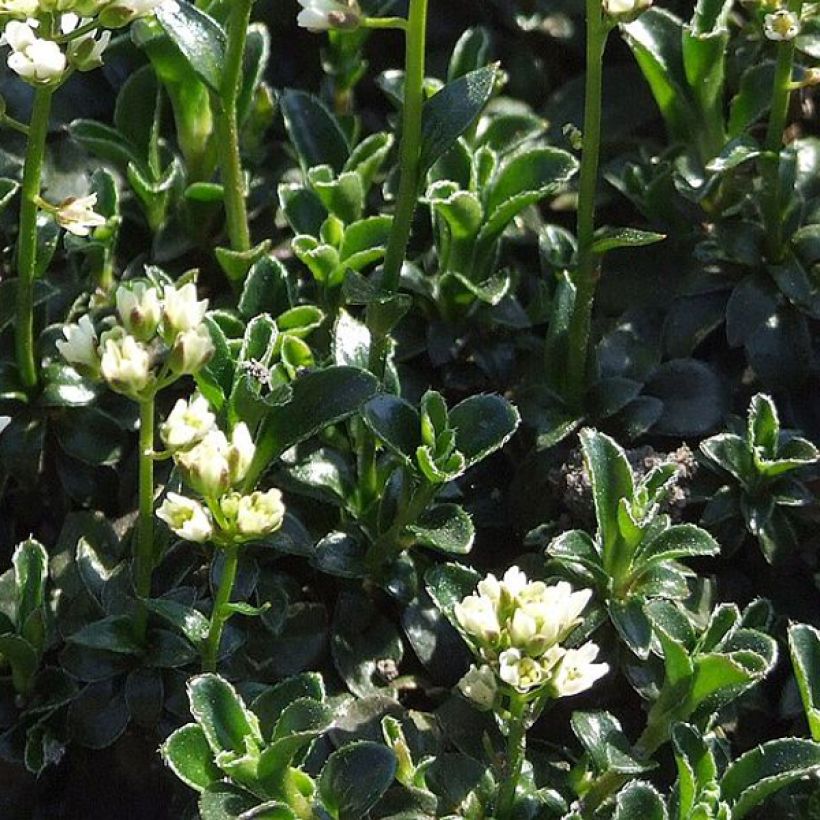 Arabis ferdinandi coburgii - Gänsekressen (Laub)