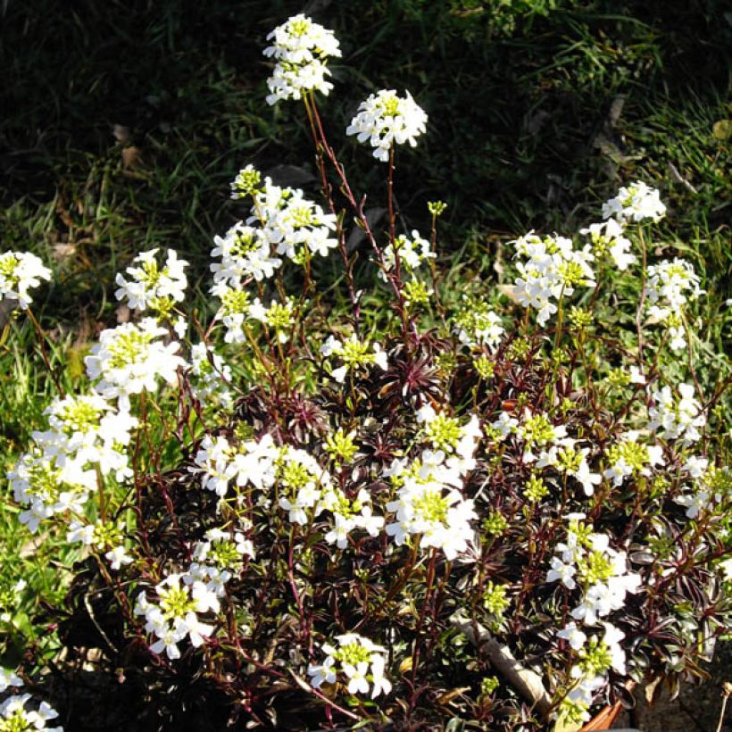 Arabis ferdinandi coburgii - Gänsekressen (Blüte)