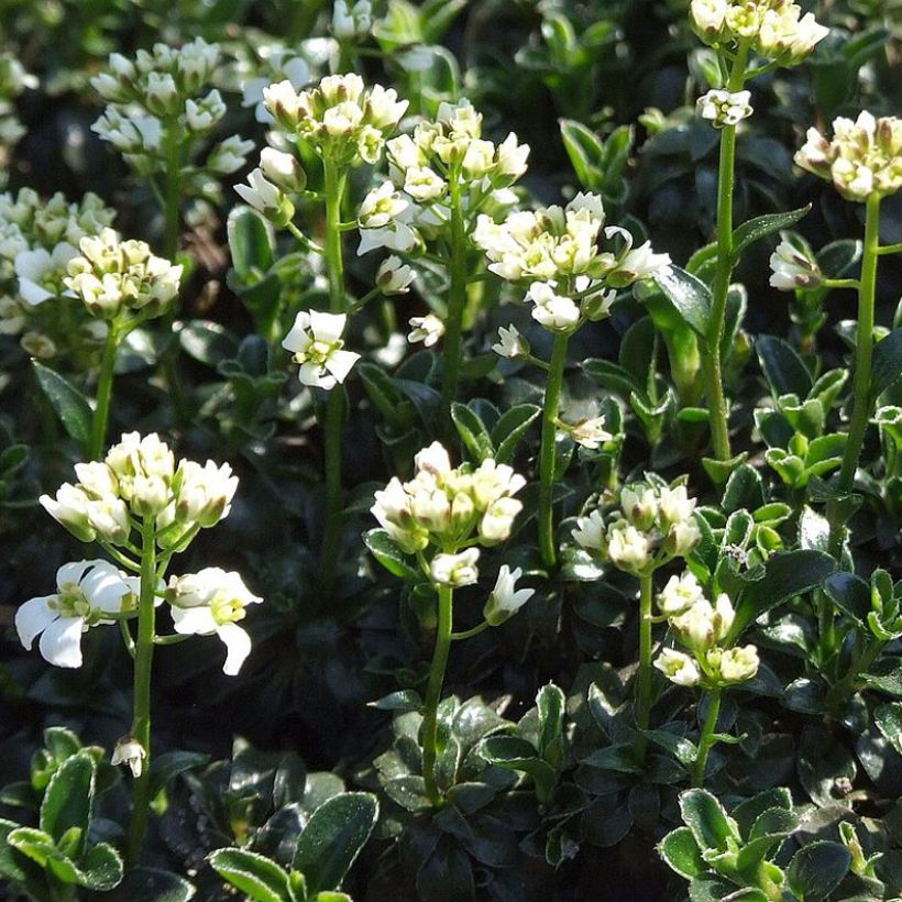 Arabis ferdinandi coburgii - Gänsekressen (Hafen)