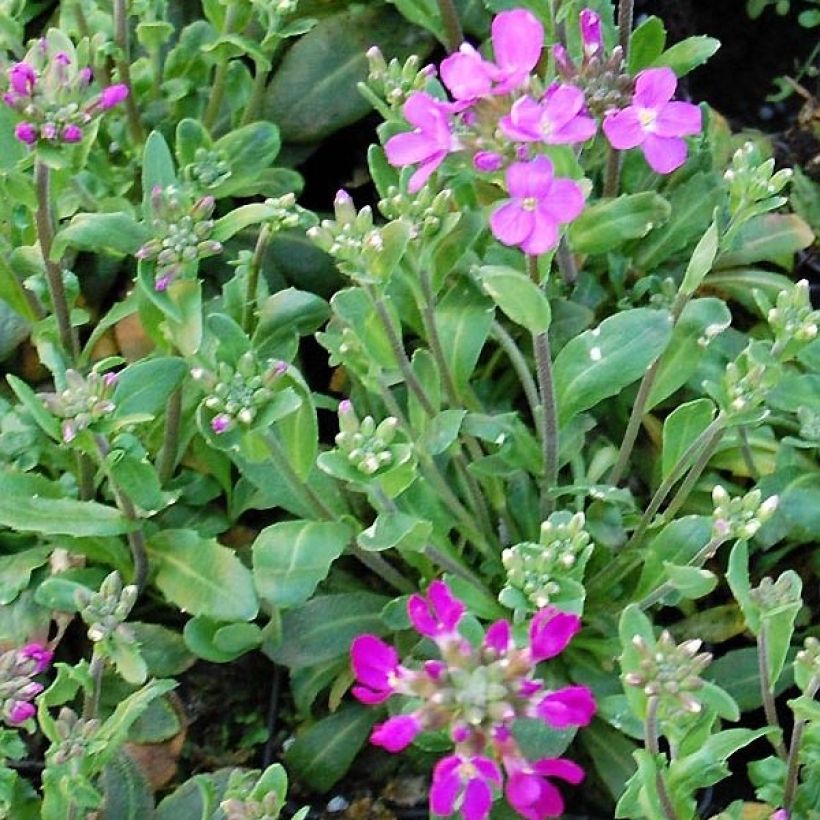 Arabis blepharophylla Frühlingzauber - Wimpernblättrige Gänsekresse (Laub)