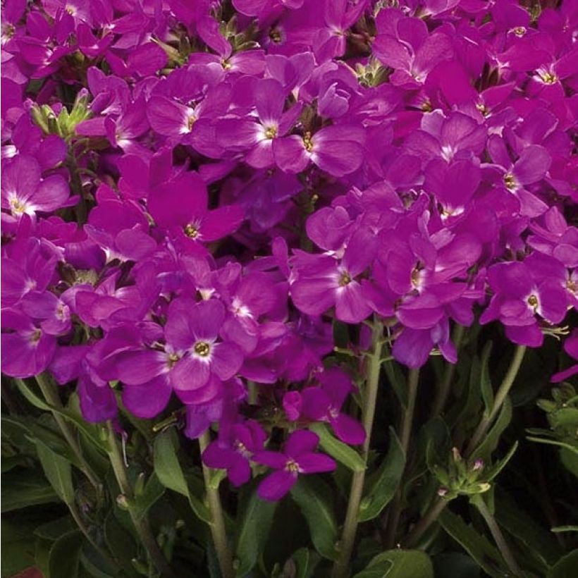 Arabis blepharophylla Rose Delight - Wimpernblättrige Gänsekresse (Blüte)