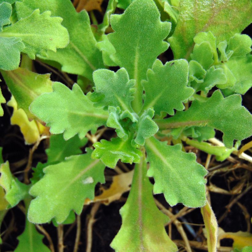 Arabis caucasica Pinkie - Kaukasische Gänsekresse (Laub)