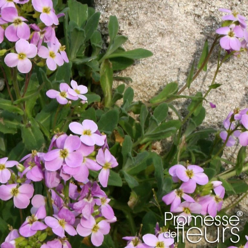 Arabis caucasica Rosea - Kaukasische Gänsekresse (Laub)