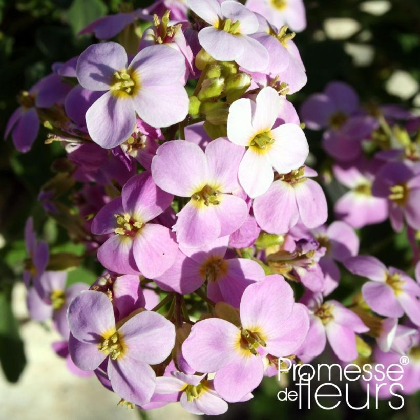 Arabis caucasica Rosea - Kaukasische Gänsekresse (Blüte)