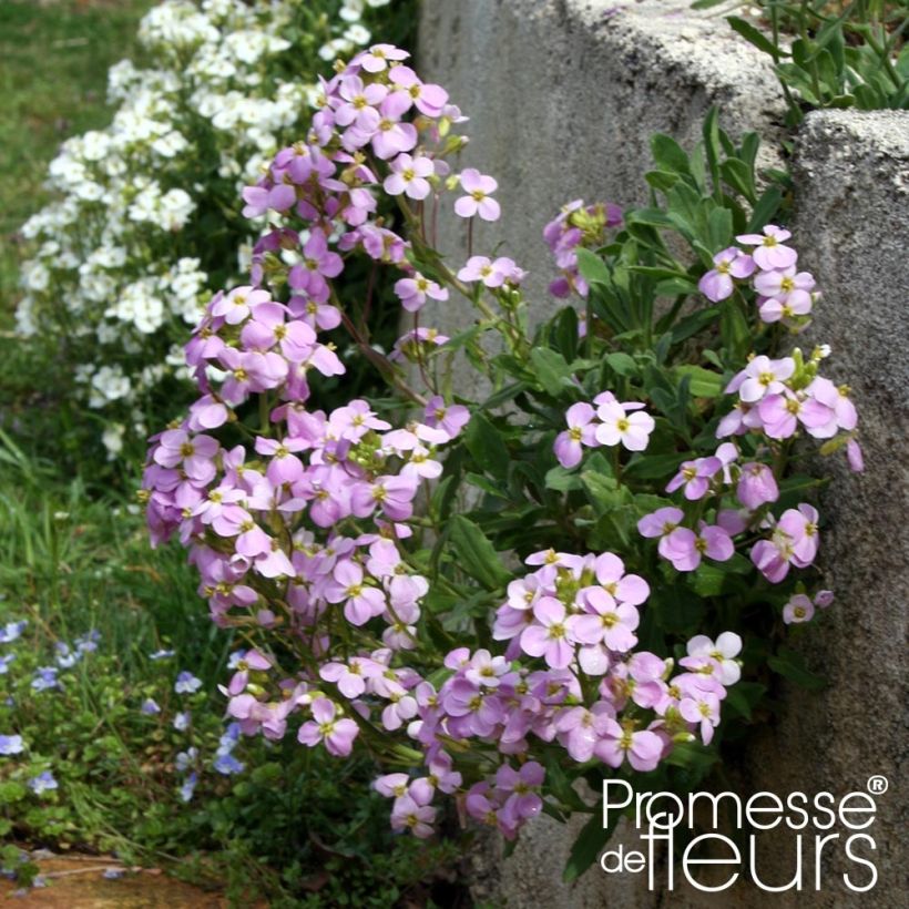 Arabis caucasica Rosea - Kaukasische Gänsekresse (Hafen)