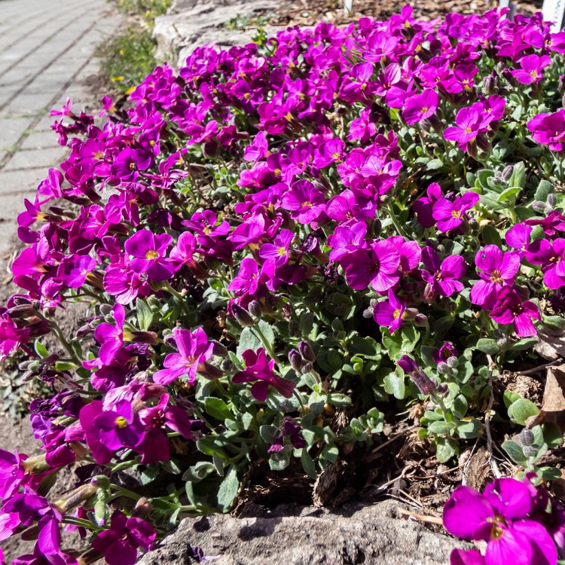 Arabis caucasica Aubris Deep Rose - Kaukasische Gänsekresse (Hafen)