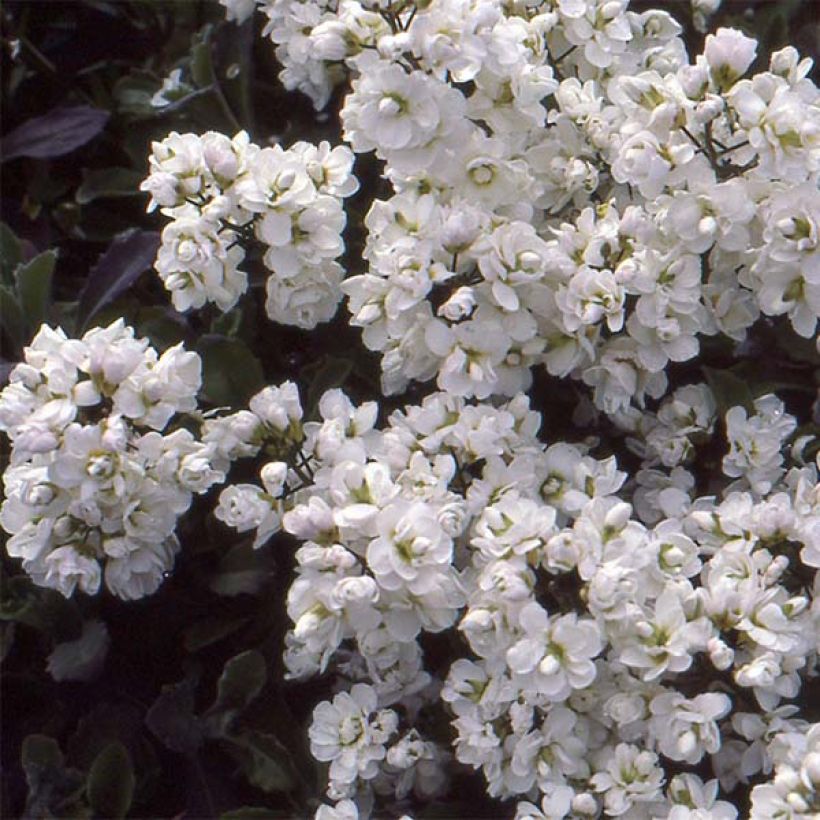 Arabis caucasica Plena - Kaukasische Gänsekresse (Blüte)