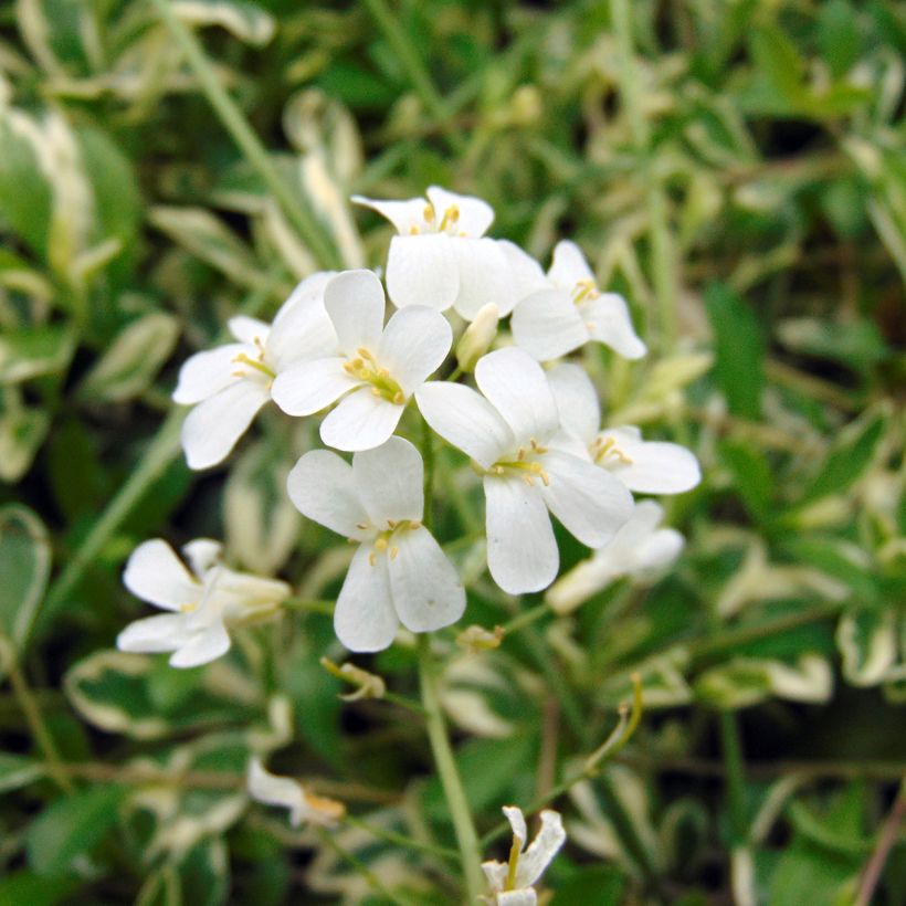 Arabis ferdinandi coburgii Variegata - Weißbunte Gänsekresse (Blüte)