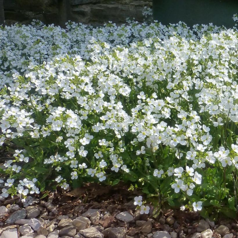 Arabis procurrens Neuschnee - Karpaten-Schaumkresse (Hafen)