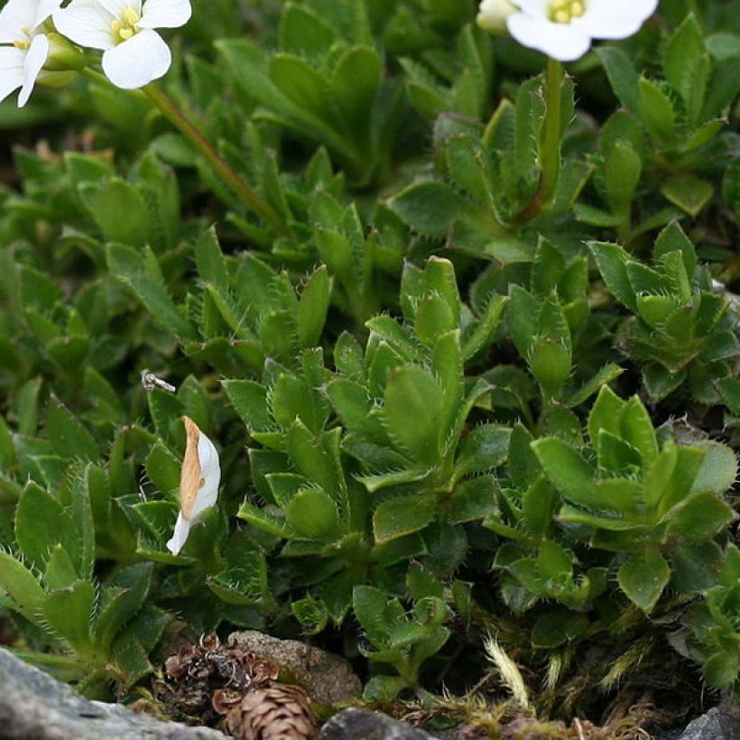 Arabis scopoliana - Kalkalpen-Schaumkresse (Laub)